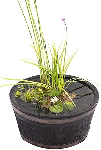 Complete patio pond set - Dwarf Lily - 3 Marginal plants - Pots and compost - Ju...