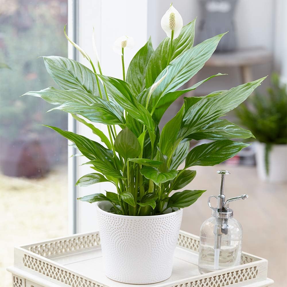 Spathiphyllum Peace Lily, Special Indoor Plant for Home Office, Innovative Air-P...