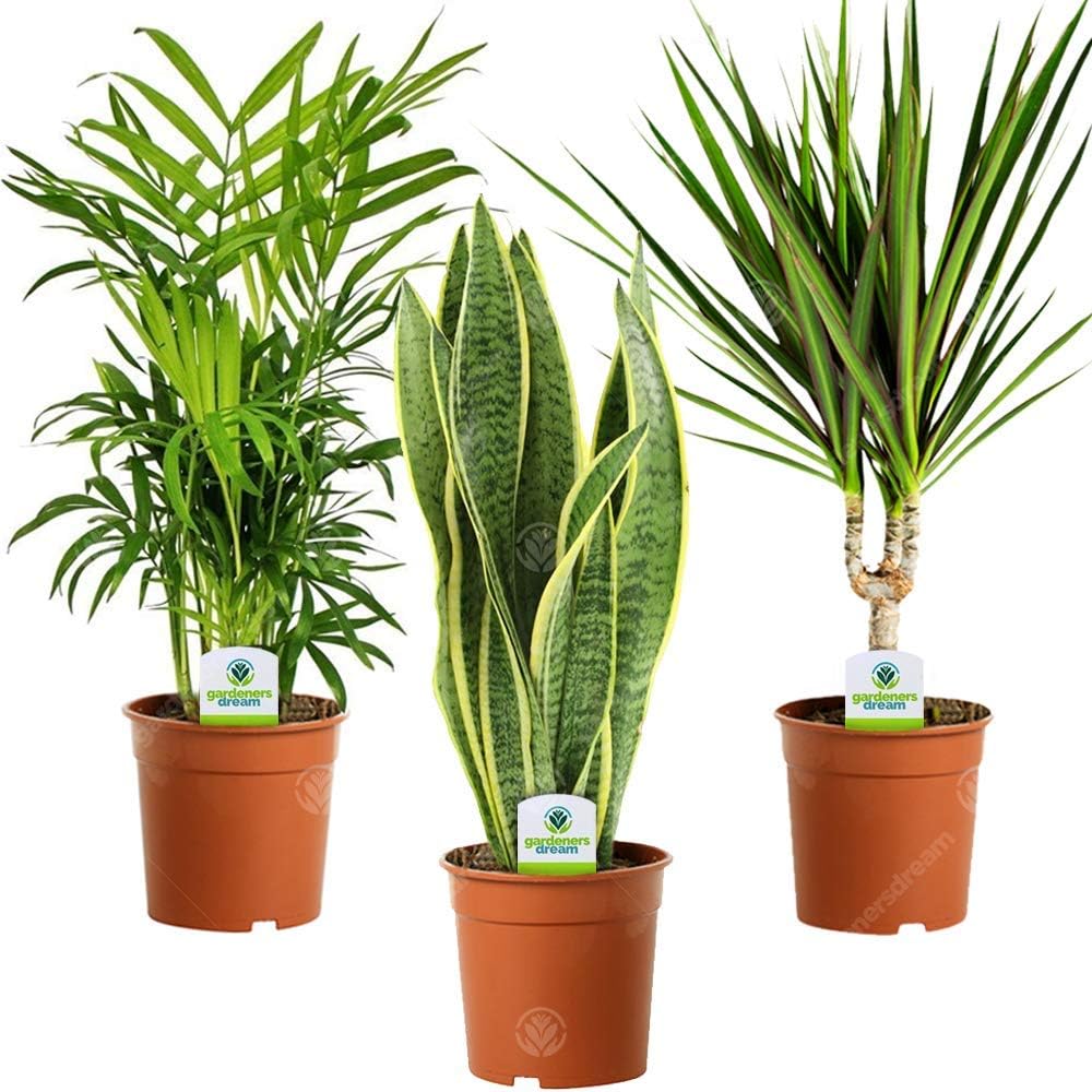 Indoor Plant Mix - 3 Plants - House/Office Live Potted Pot Plant Tree (Mix D - S...