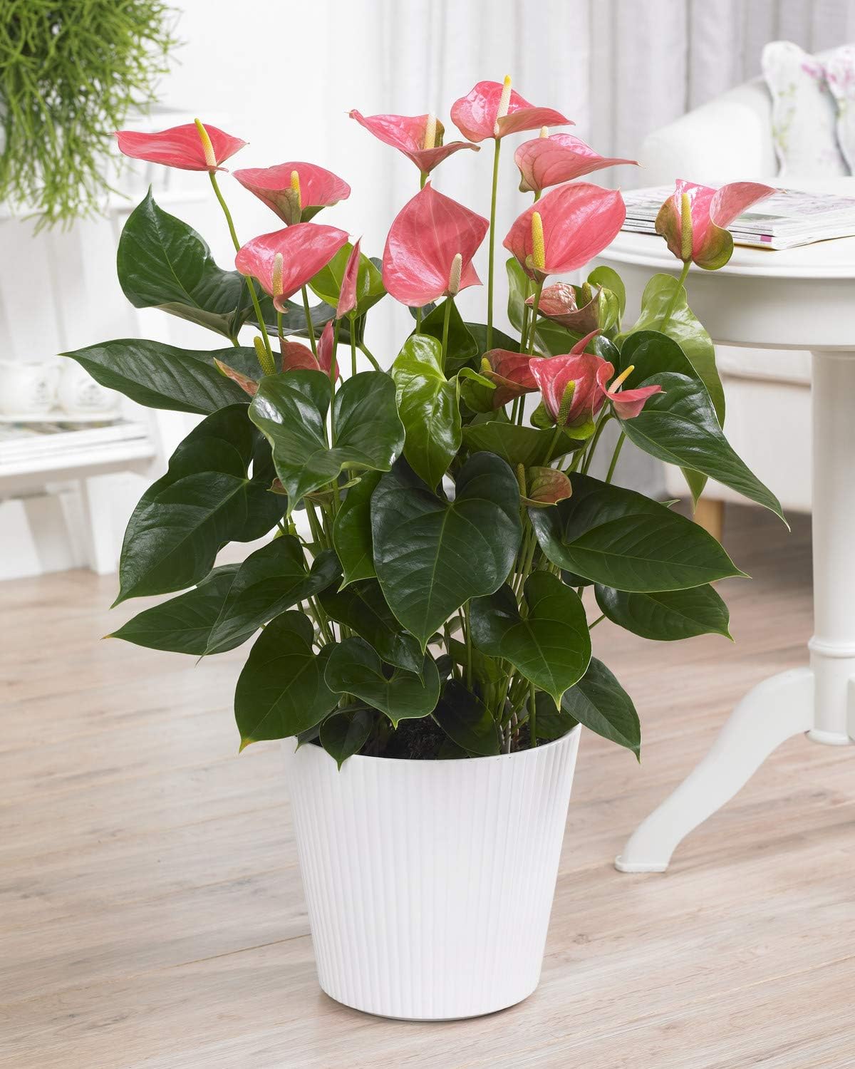 GardenersDream Pink Anthurium Laceleaf Plant, Special Live Colourful Indoor Air...