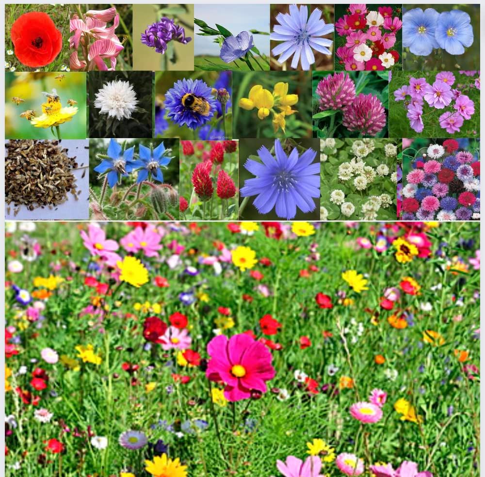 Premium Wildflower Seeds Mix for Beautiful Garden and Landscaping - Non-GMO for...