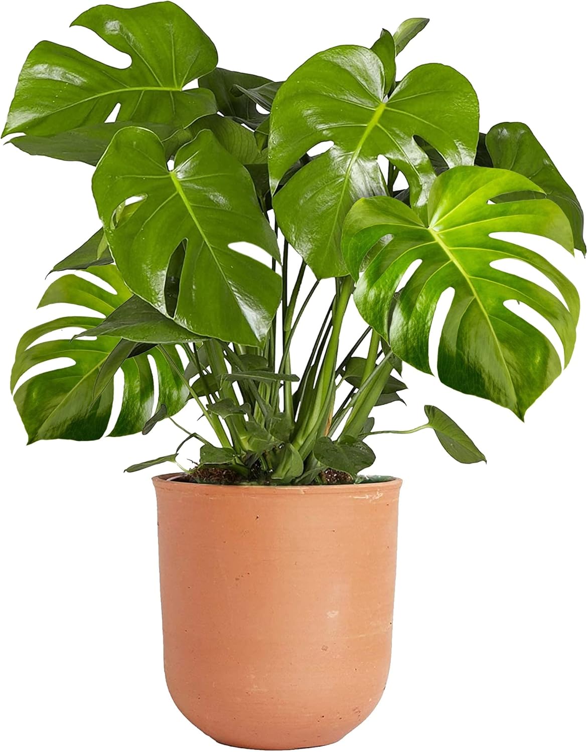 Monstera Swiss Cheese Plant | Air-Purifying Houseplant | (30-40cm Incl. Pot)