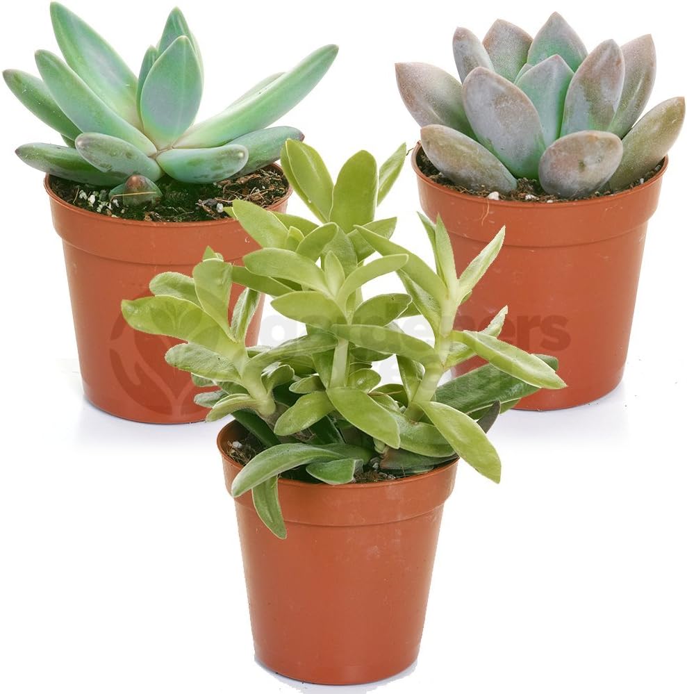 GardenersDream 3 Different Succulent Plants - Real Indoor Plants for Desks, Shel...