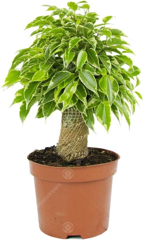 Ficus benjamina Variegated Kinky, Special Weeping Fig, Innovative Live Indoor Ho...