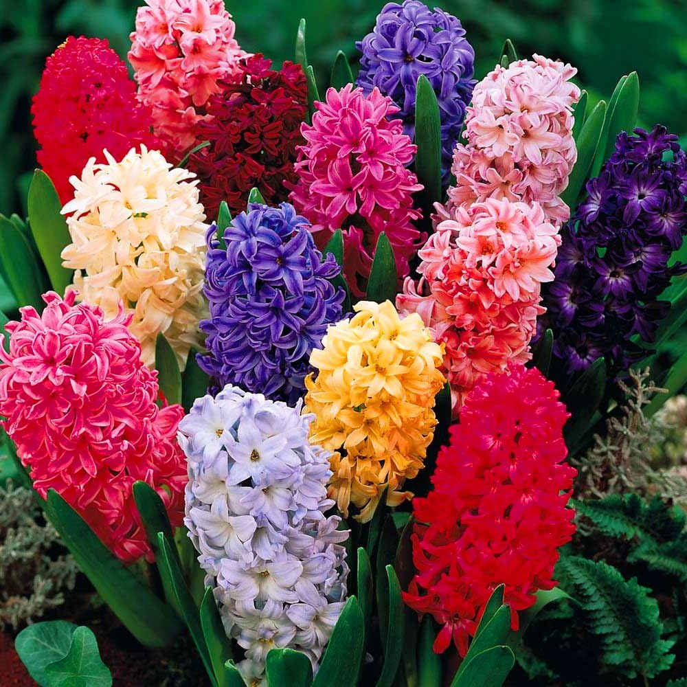 Hyacinth Mixed Colours Indoor Outdoor Spring Flowering Orientalis Bulbs Plants (...