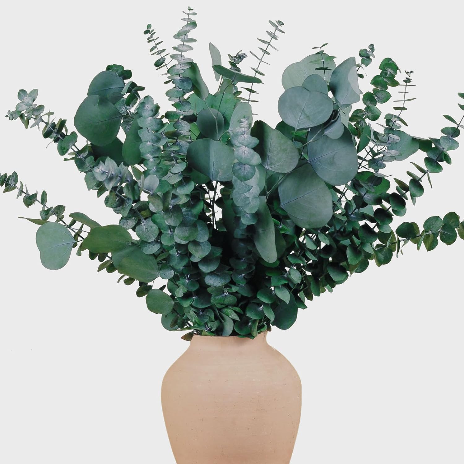 22 Pcs Large Dried Eucalyptus & Silver Dollar Leaves Bundle - Natural Real Fresh...