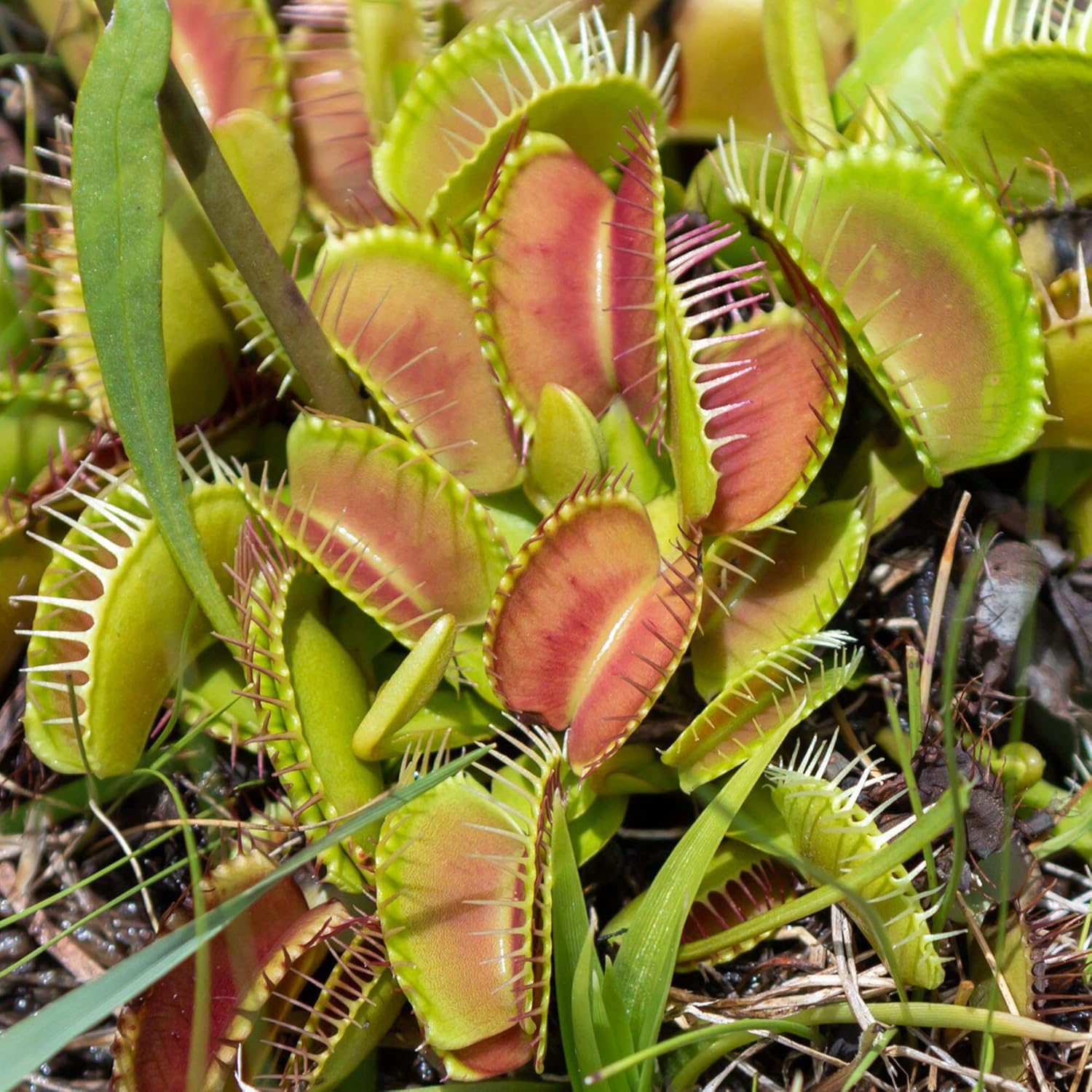 Venus Fly Trap Plant - Dionaea MUSCIPULA Carnivorous Healthy Indoor Plant, Natur...