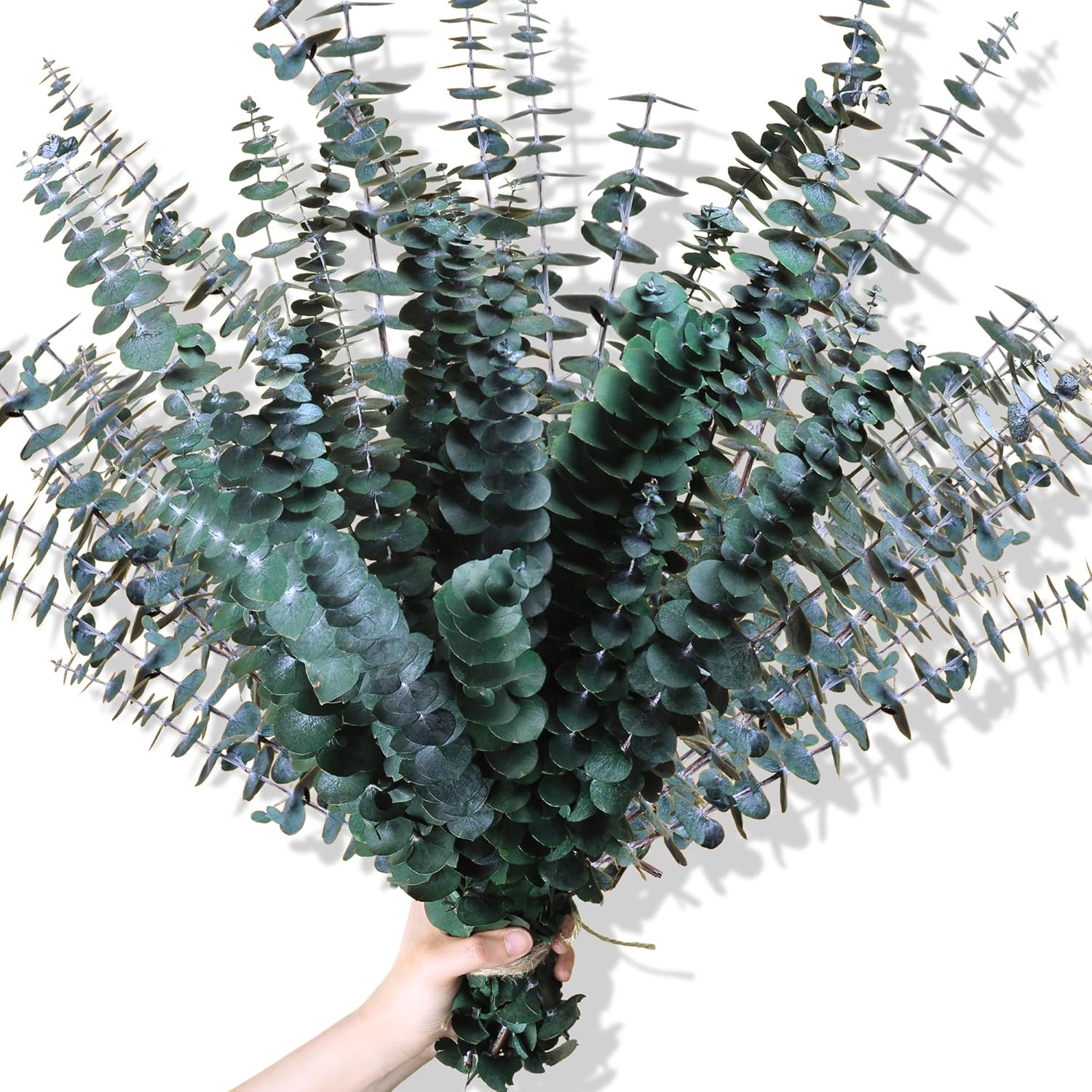 30Pcs Dried Eucalyptus Stems, 17" Real Preserved Eucalyptus Plant for Shower, Fr...