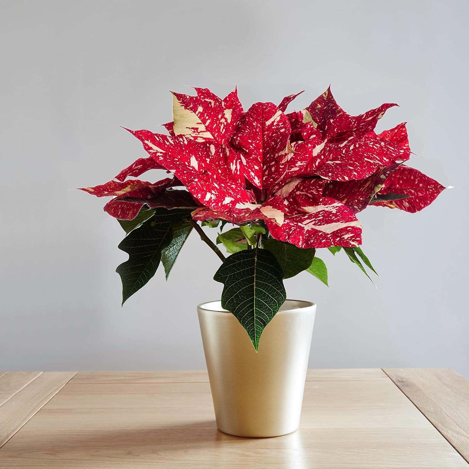 Poinsettia Plant - Superba Glitter | Real Festive Christmas House Plants | Indoo...