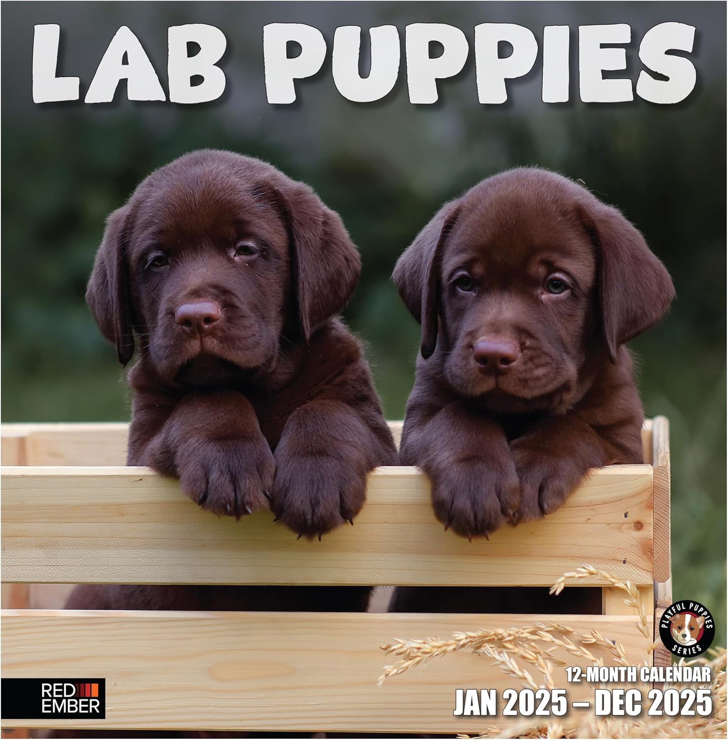 RED EMBER Lab Puppies 2025 Wall Calendar 12 Month | 12" x 24" Open | Thick & Stu...