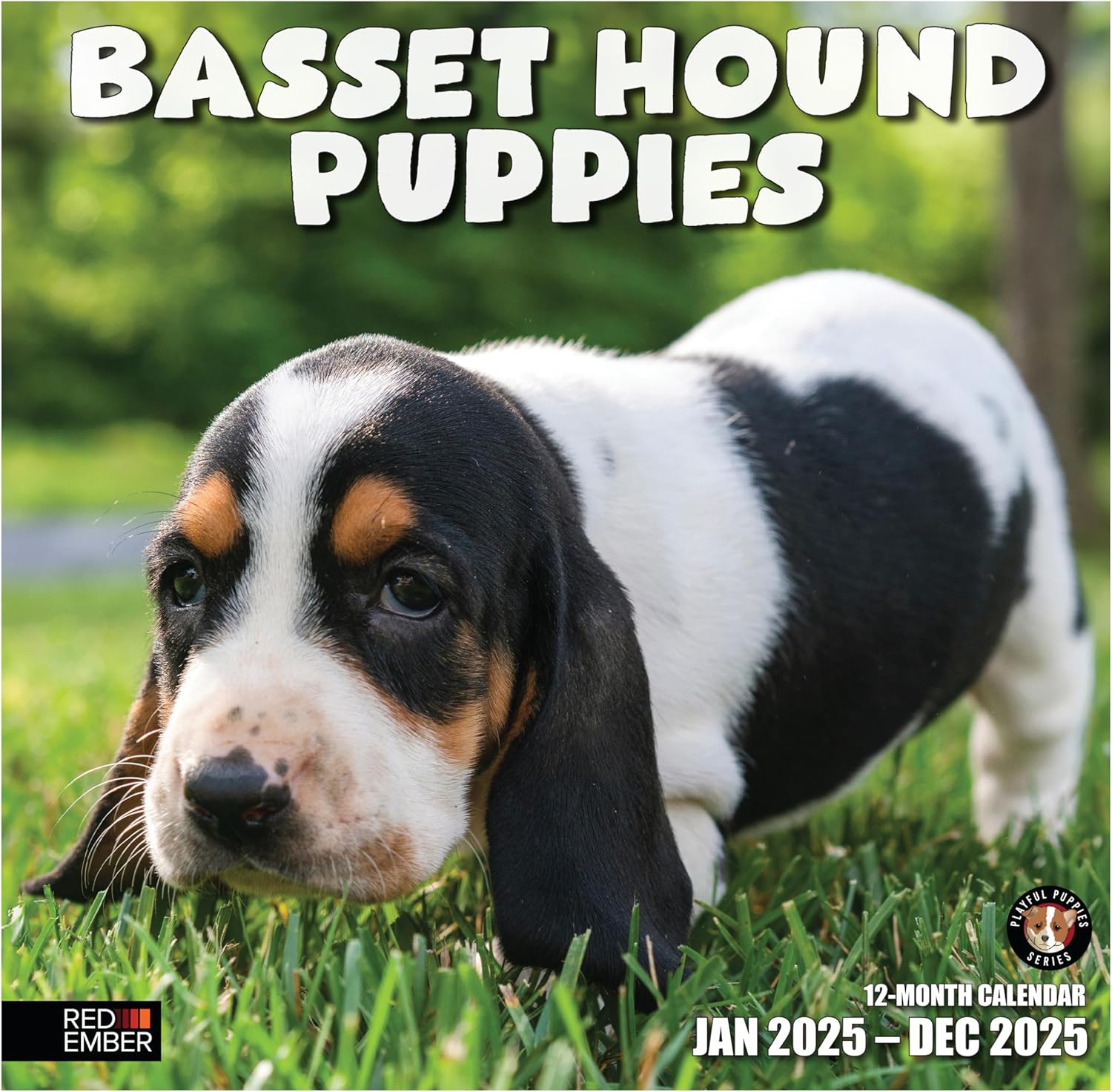 RED EMBER Basset Hound Puppies 2025 Wall Calendar 12 Month | 12" x 24" Open | Th...