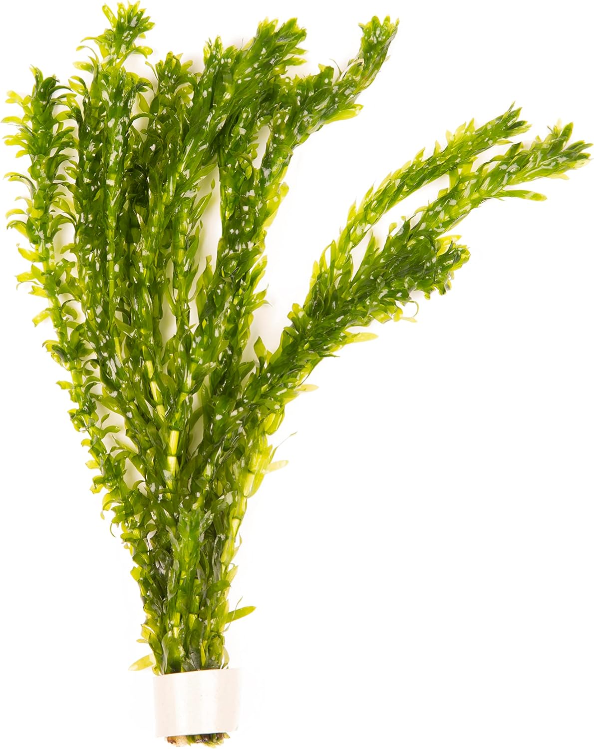 10 x Oxygenating Weed Live Pond Plant ELODEA DENSA - Also Aquarium Aquatic Plant...