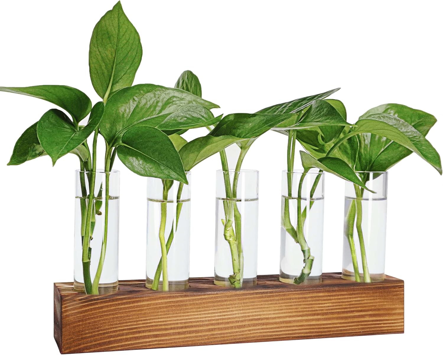 Plant Propagation Station, Plant Terrarium with Wooden Stand, Plant Pots for Hyd...