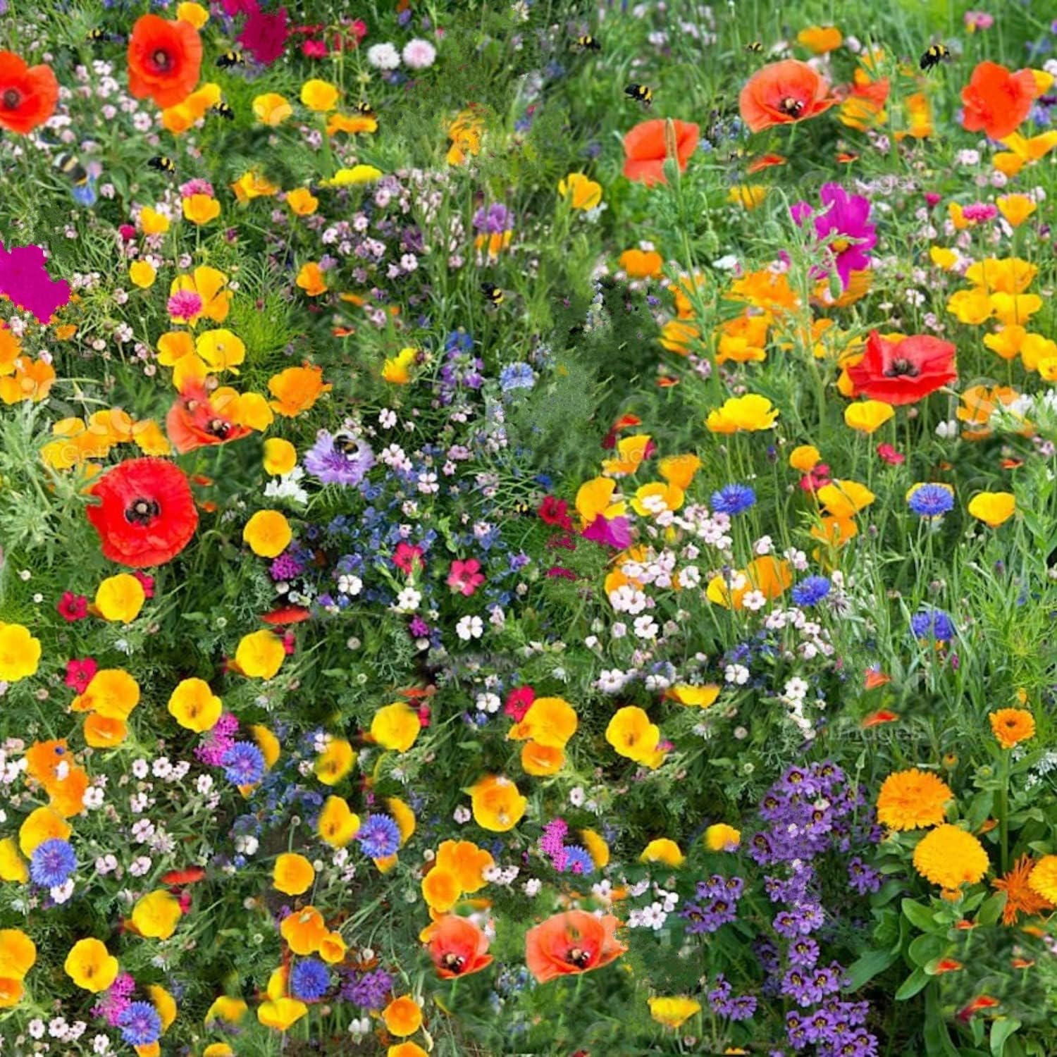 Wildflower Seeds More Than 21 Pure Seeds Scented NO Grass Bee Butterfly Mix Mead...