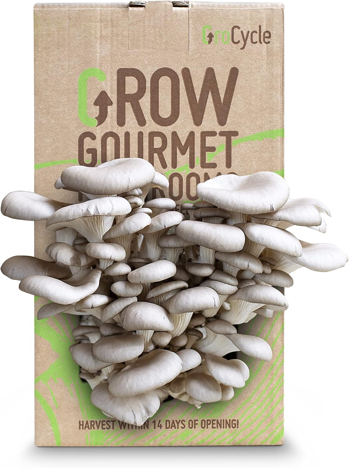 GroCycle Oyster Mushroom Growing Kit | Mushroom Grow Kit | Gardening Gifts for W...