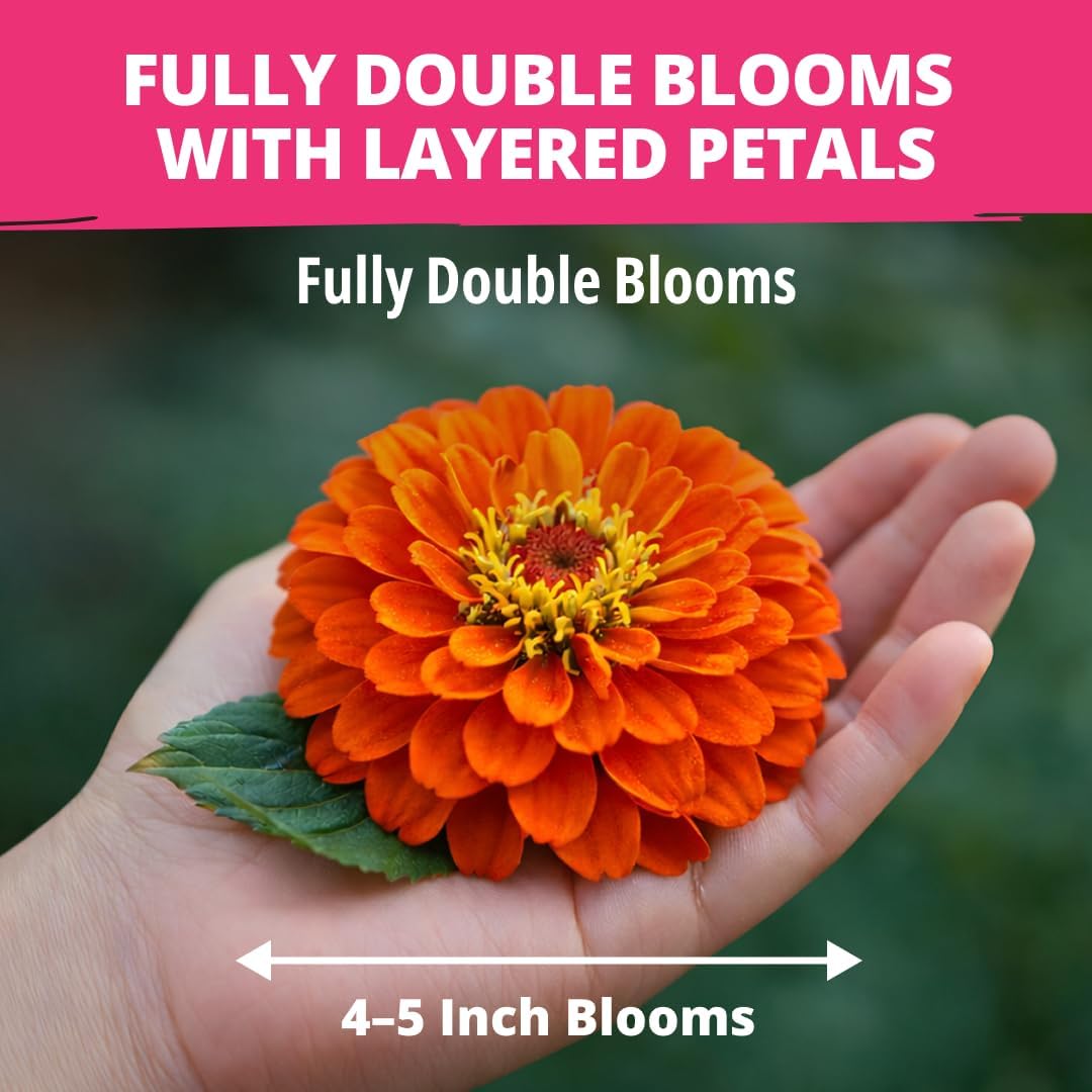 HOME GROWN Zinnia Dahlia Seeds Pack for 2026 Non GMO 524 Flower Seeds | Vibrant...