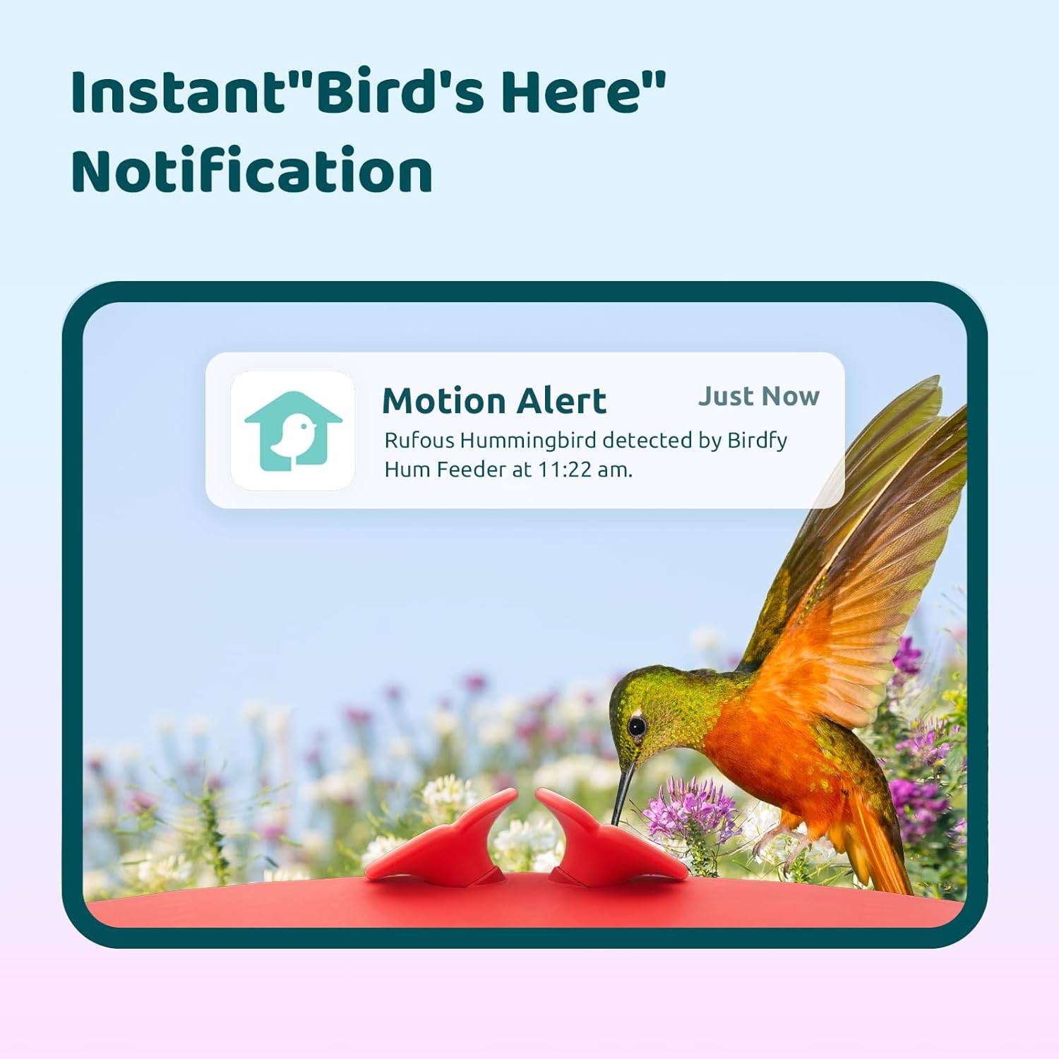 Birdfy Smart Hummingbird Feeder with Camera, Auto Detect Record Bird Video, Inst...