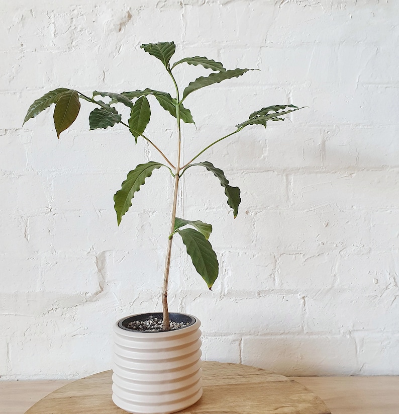 Arabica Coffee Plant - 1 Plants - 1 to 2 Feet Tall - Ship in 6" Pot